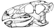 Zalmoxes skull