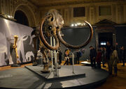 Adams mammoth, Vienna