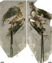 Eoconfuciusornis zhengi