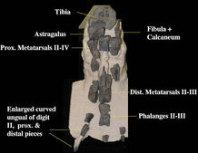 Imperobator orig photo.jpg
