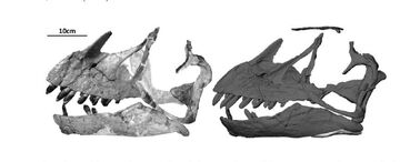 Restoration of the skull of E. zdanskyi reconstruction by Mateer & McIntosh (1985)