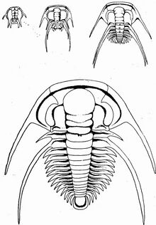 Четыре стадии онтогенеза трилобита Paradoxides