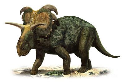 Medusaceratops-1-m.jpg