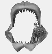 Carcharodon megalodon jaws