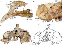 Peerj-09-10854-g014