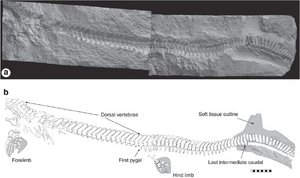 Prognathodon sp. ERMNH HFV 197-A from the Maastrichtian of Harrana.