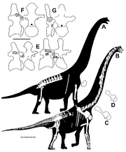 Skeletal restorations of A-Brachiosaurus altithorax holotype FMNH P 25107, B-Giraffatitan brancai HMN MB.R.2181-2921-2746 (GREGORY S. PAUL, 2012)