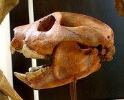 440px-Thylacoleo carnifex 1