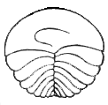 Archaeaspis.png