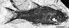 Jianghanichthys1