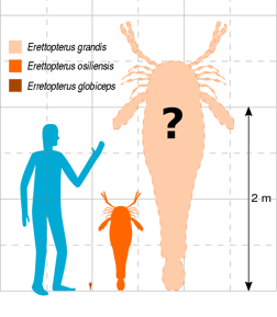 Эреттоптер4