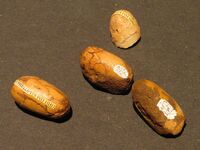 Gobipteryx sp eggs