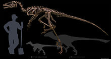 Dakotaraptor lateral Wiki