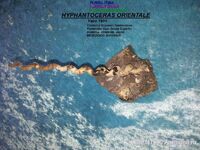 HYPHANTOCERAS ORIENTALE 2
