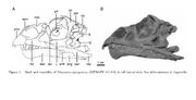 Mussaurus MPM PV 18134 light 10 cm