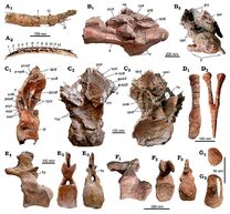 Bustingorrytitan (axial skeleton)