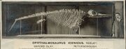 Ophthalmosaurus-antiguo-museo