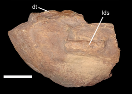 Pentasaurus holotype
