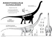 Argentinosaurus huinculensis.jpg