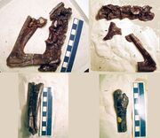 Aristosuchus parts