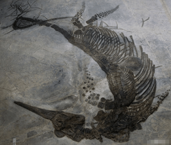 Ghuizhouichthyosaurus tangae, China