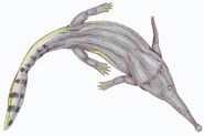 Platyoposaurus watsoni