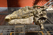 Tenontosaurus skull 03