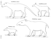 Charles Laurillardi Palaeotherium Anoplotherium Drawings 1822