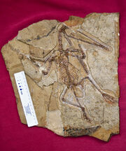Darwinopterus fossil 'Mrs T'