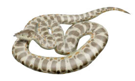 Titanoboa NT