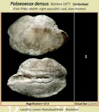 (Palaeoesox densus) 1f otoliths