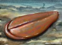 Андива.jpg (69 КБ) Андива