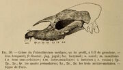 Palaeotherium medium cranium illustration 1878