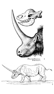 Reconstructions-of-the-Siberian-Elasmotherium-1-Reconstruction-of-AP-Bystrov-from
