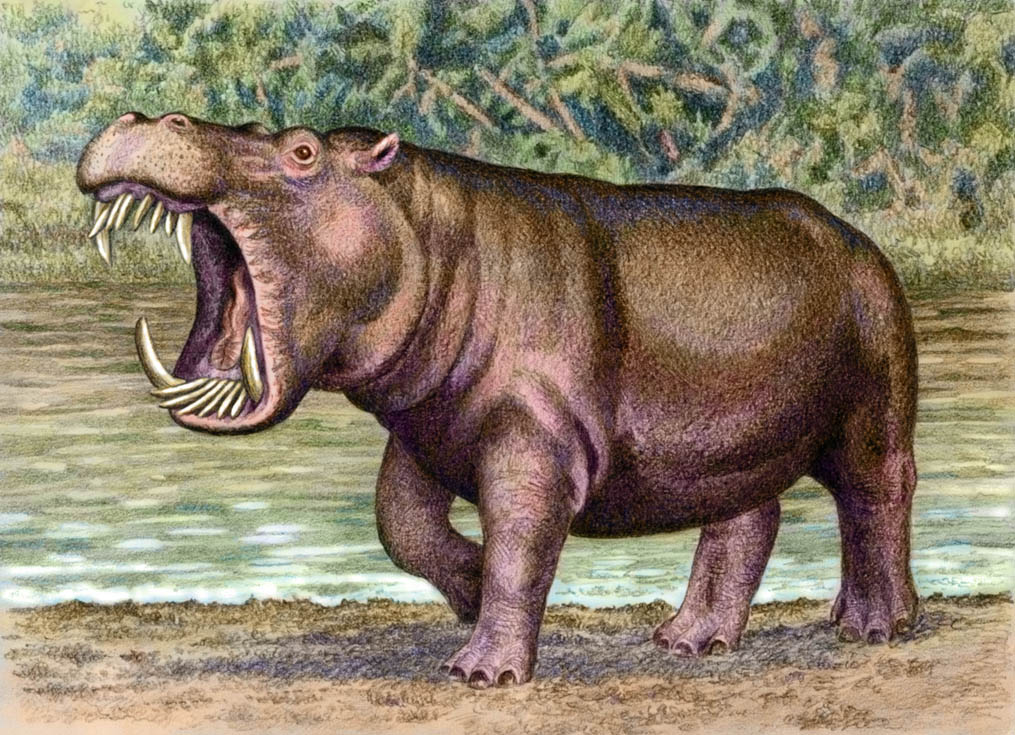 Крупнейших млекопитающих на земле. Hexaprotodon sivalensis. Гиппопотам антропоген. Шерстистый Бегемот вымерший. Гексапродон вымершие животное.