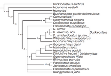 Дунклеостей кладограмма