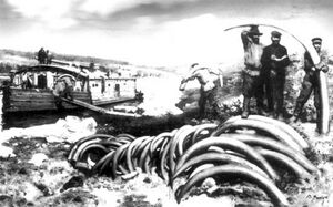 1900 jakutfold mamut agyarak kereskedelme .jpg