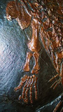 Askeptosaurus italicus forelimb