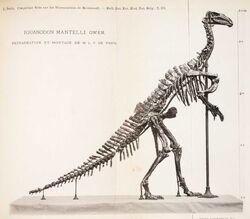 Iguanodon Dollo