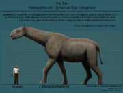 Paraceratherium enhanced size