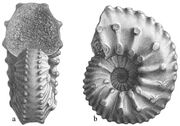 Pl acanthodiscus
