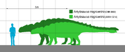 Ankylosaurus Scale V2.svg