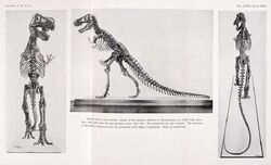 First three photos ever taken of the first-ever T. rex mount at the American Museum of Natural History. Abram Anderson took all three pictures in 1915
