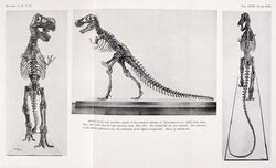 First three photos ever taken of the first-ever T. rex mount at the American Museum of Natural History