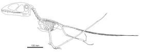 1Dimorphodon skeleton Witton