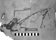 Fig-2-Photograph-of-Raeticodactylus-filisurensis-BNM-14524.png