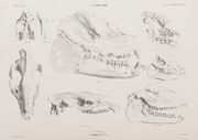 Palaeotherium species skulls osteography