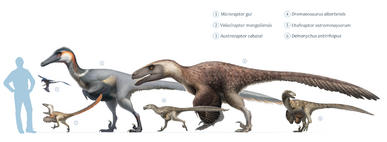 1920px-Dromaeosaurs-0