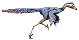 800px-Jinfengopteryx1