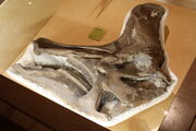 Lambeosaurus skull 02